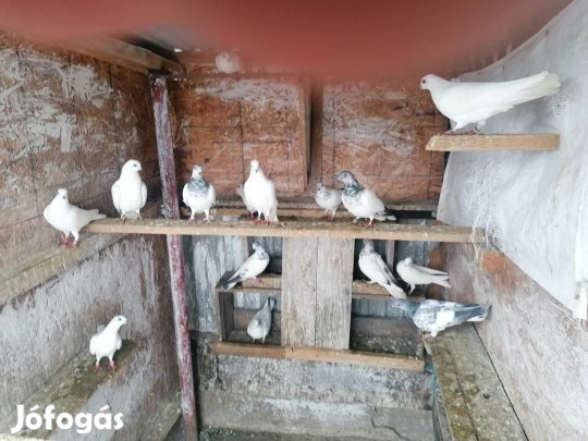 Budapesti magasröptű keringők költöznének