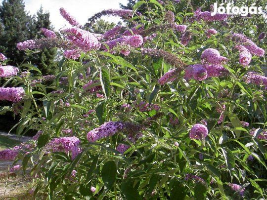 Buddleja davidii, illatos nyáriorgona konténeres növények