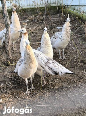 Buford bronz páva eladó