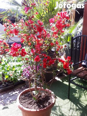 Bugainwillea-múrvafűrt eladó!