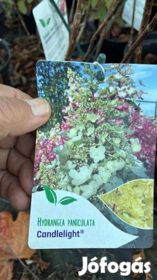 Bugás Hortenzia többféle