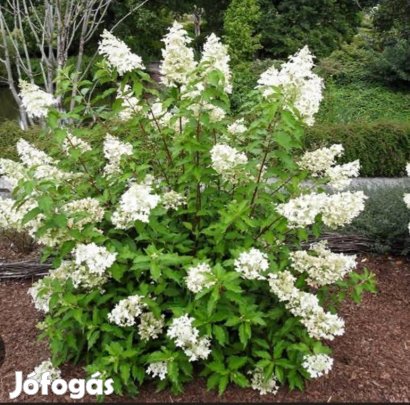 Bugás hortenzia Dolly