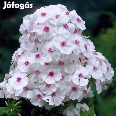 Bugás lángvirág phlox virágmagok