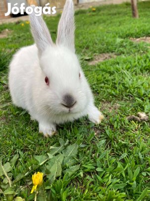 Bújós kisnyuszi, játékos kisnyuszi