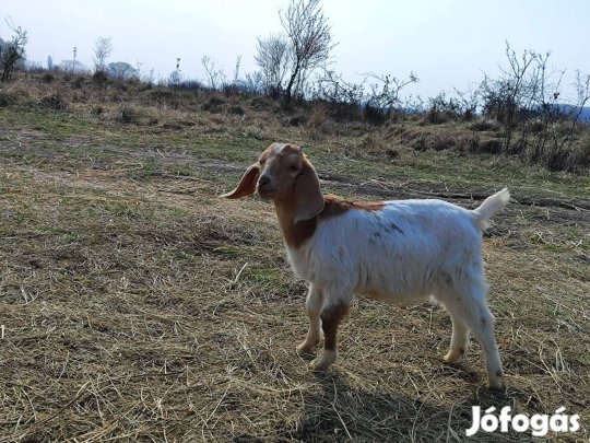Búr anya kecske bak gidájával