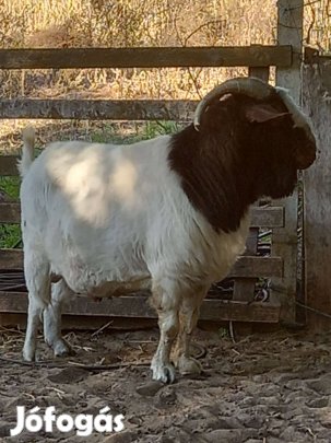 Búr bakkecske eladó!