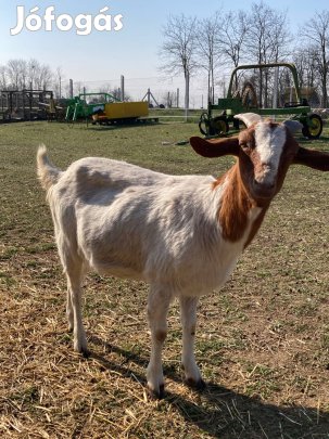 Búr kecske eladó
