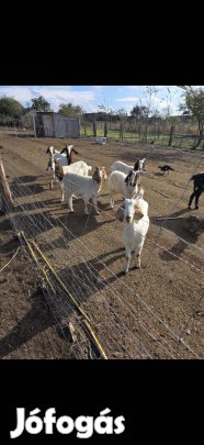 Búr kecskék eladóak