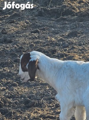 Búr kecskék eladók