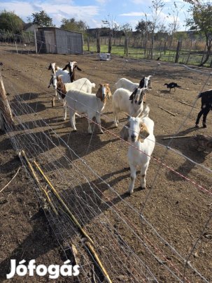 Búr kecskék máshol legelnének