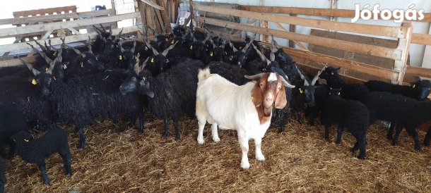 Búr tenyészbak és 12 db gödölye eladó!