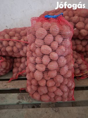 Burgonya vetőméretű eladó