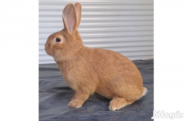 Burgundi vörös nyulak