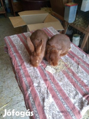 Burgundi vörös nyulak 