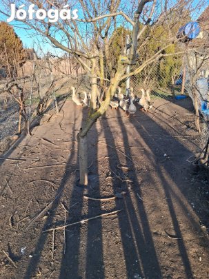 Bütykös liba elado