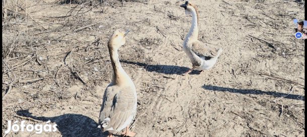 Bütykös liba eladó