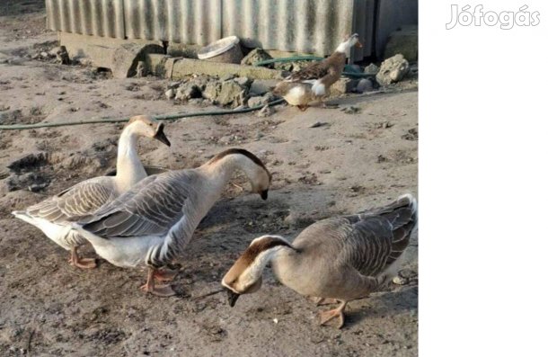 Bütykös liba tojás eladó!