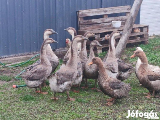 Bütykös libák eladók