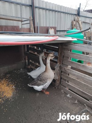Bütykös lúd eladó