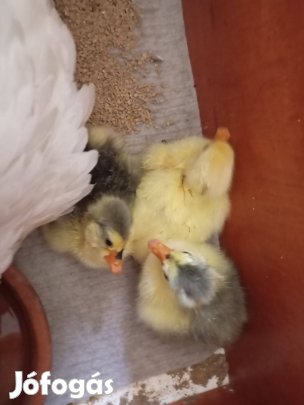 Bütykös napos liba