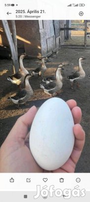 Bütykös szürke liba tojás keltetesre elado
