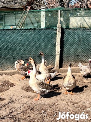 Bütykös szürke liba tojás keltetésre eladó