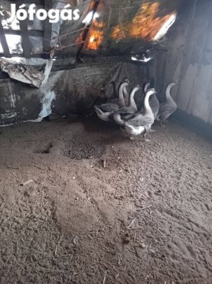 Bütykösliba eladó