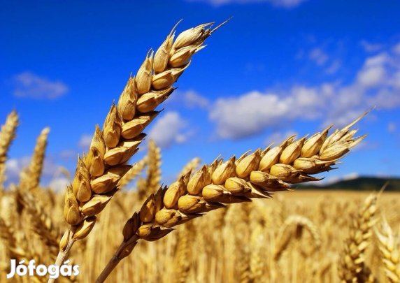 Búza Eladó Kaposmérő