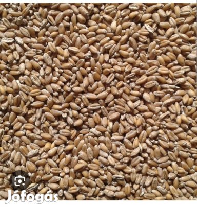 Búza, takarmánybúza eladó!