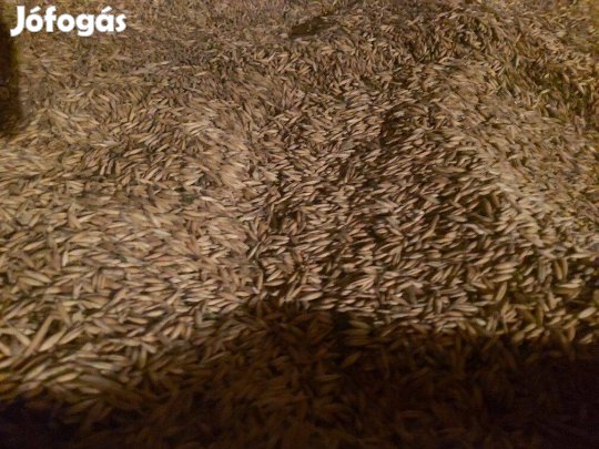 Búza eladó - 10000 Ft/mázsa áron