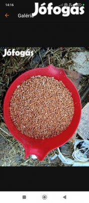 Búza eladó akár kis mennyiségben 