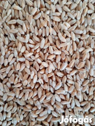Búza eladó zsákolva