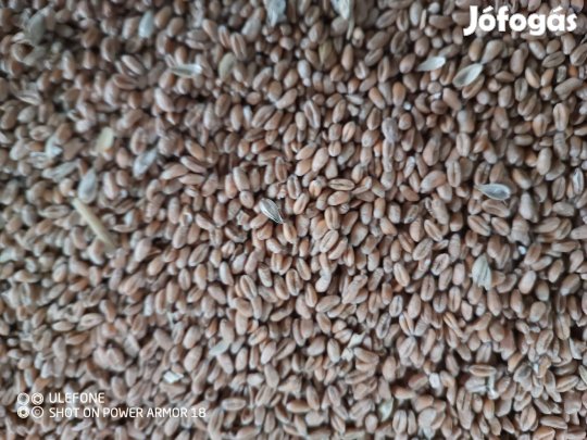 Búza kukorica eladó!