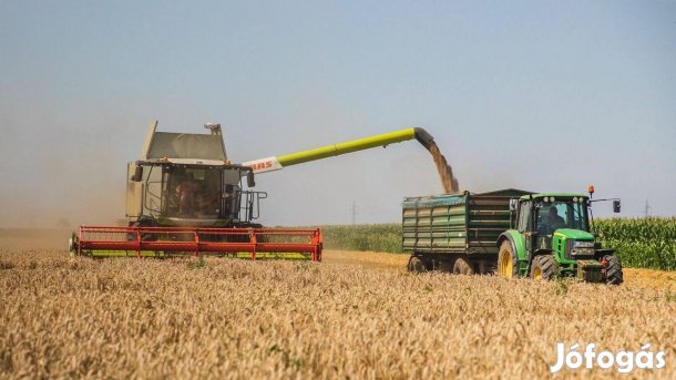 Búza kukorica és napraforgó eladó