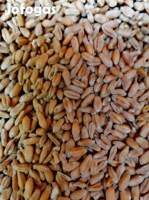 Búza kukorica és napraforgó eladó !!! 