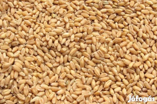 Búzaszem 11,5-ös búza minősége