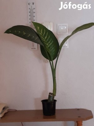 Buzogányvirág Dieffenbachia 70 cm magas eladó Vecsésen !!!