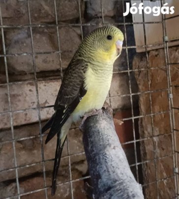 Bw hullámos papagaj