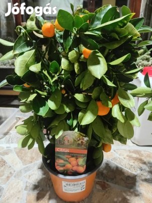 Calamondin (Citrofortunella microcarpa)