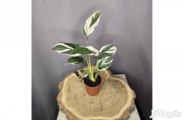 Calathea Princess Dahlia