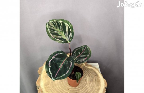 Calathea Roseopicta Dottie