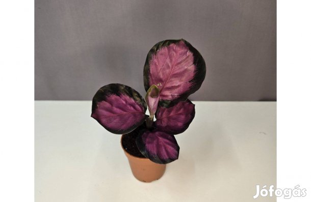 Calathea roseopicta