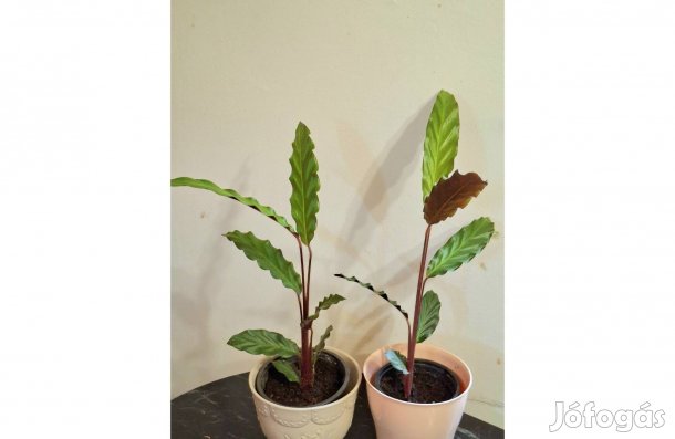 Calathea rufibarba, Vörösszakállú Nyílfagyökér, Zebralevél