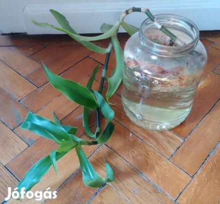 Callisia fragrans szobanövény gyógynövény