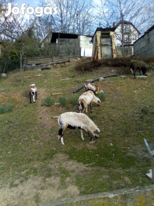 Camerúni anyabirka bárányával