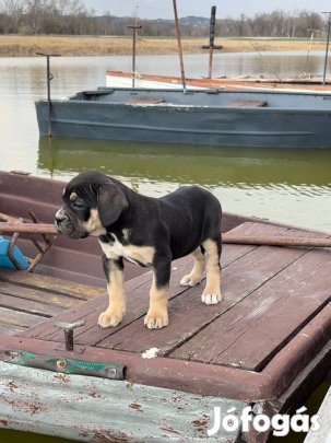 Cane Corso black and tan szuka eladó garanciával