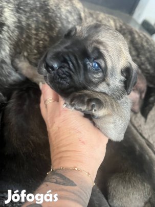 Cane corso jellegű kiskutyák