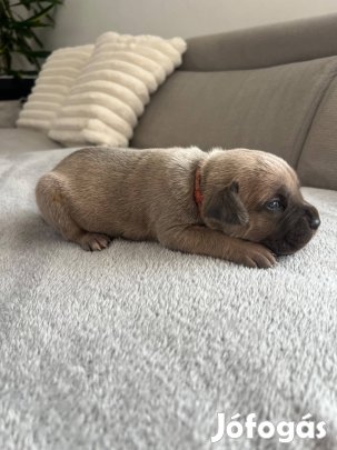 Cane corso szuka kölykök