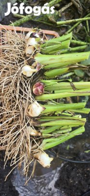 Canna Angel.Martyn trópusi növény