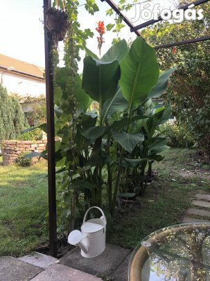 Canna / Kána / Kannavirág